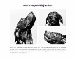 Psi Nám Dělají Radost – Šablona Stránky HTML
