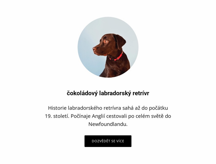 Čokoládový labradorský retrívr Šablona webové stránky