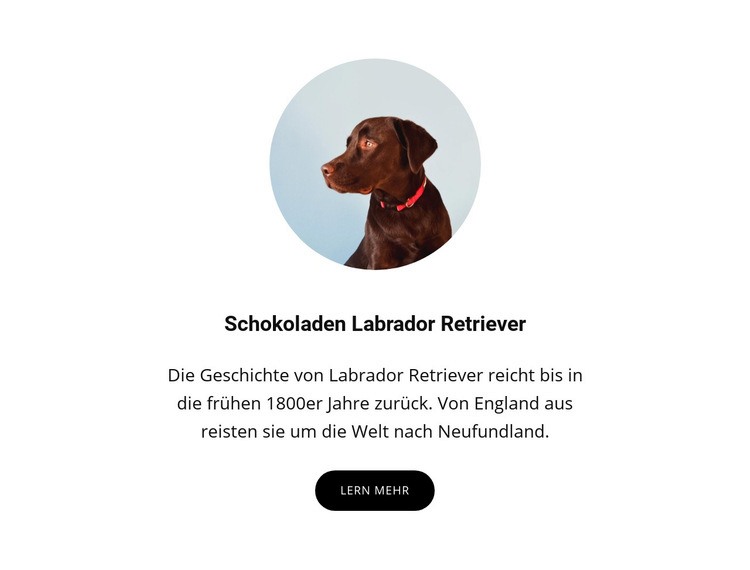 Schokoladen Labrador Retriever HTML-Vorlage