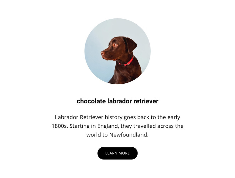 Chocolate labrador retriever Elementor Template Alternative