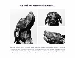 Perros Felices #Website-Design-Es-Seo-One-Item-Suffix