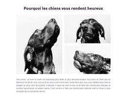 Chiens Heureux – Conçu Par Des Professionnels