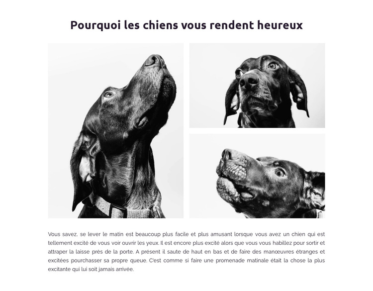 Chiens heureux Thème WordPress