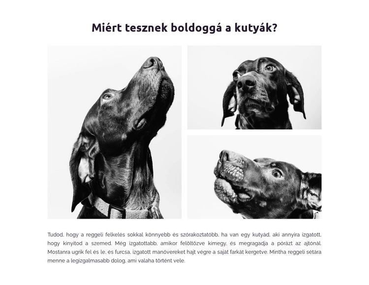 A kutyák boldoggá tesznek minket Weboldal tervezés