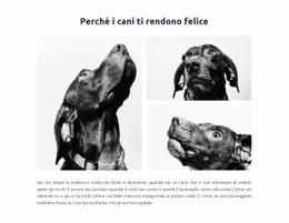 Cani Felici Progettazione Di Siti Web