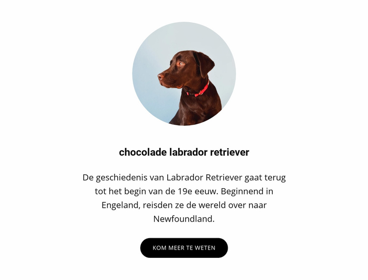 Chocolade labrador retriever Website mockup