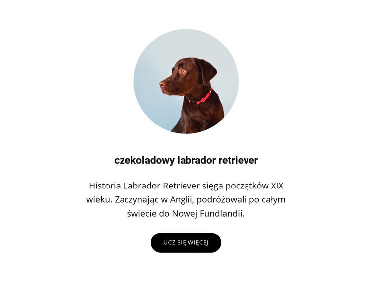 Czekoladowy labrador retriever Projekt strony internetowej