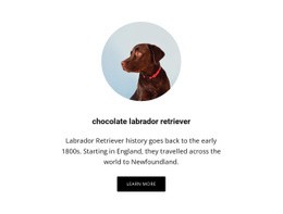 Choklad Labrador Retriever