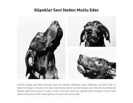 Mutlu Köpekler - HTML Şablon Kodu