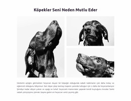 Mutlu Köpekler