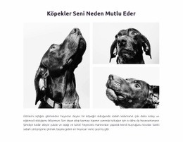 Mutlu Köpekler - Profesyonelce Tasarlanmış