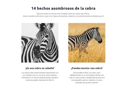 Datos Asombrosos De La Cebra Plantilla De Diseño