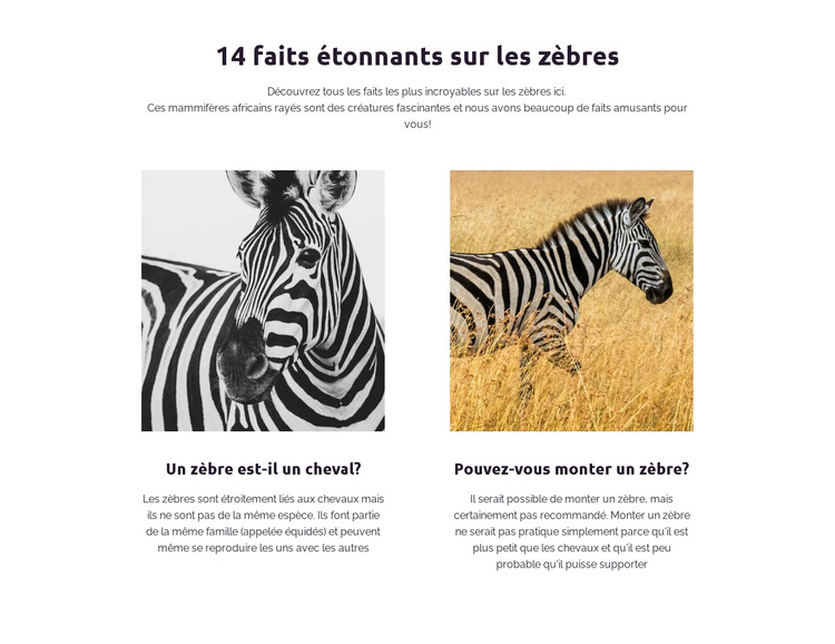 Faits étonnants sur les zèbres Thème WordPress