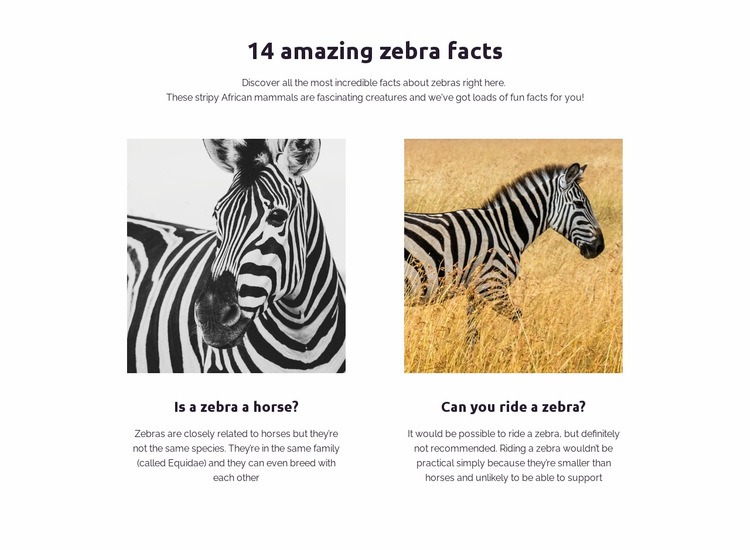 Elképesztő zebra tények Html Weboldal készítő