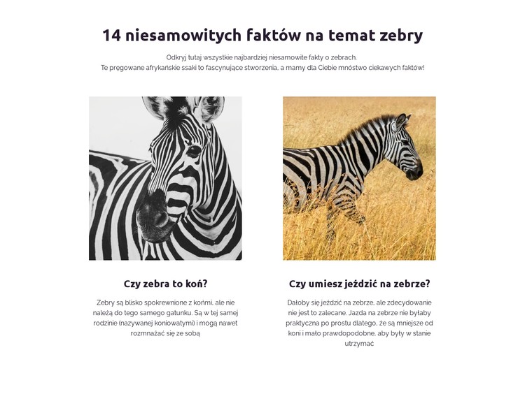 Niesamowite fakty dotyczące zebry Szablon CSS