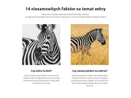 Niesamowite Fakty Dotyczące Zebry Szablon HTML