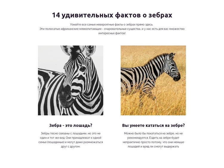 Удивительные факты о зебрах Шаблон веб-сайта