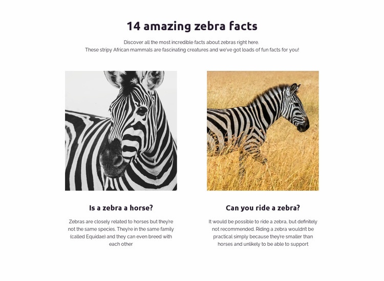 Fantastiska zebra -fakta Html webbplatsbyggare