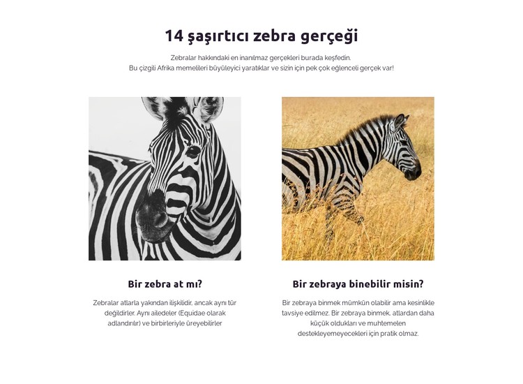 Şaşırtıcı zebra gerçekleri CSS Şablonu