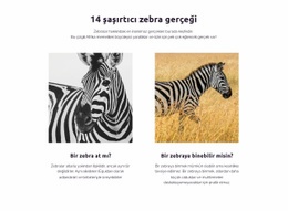 Şaşırtıcı Zebra Gerçekleri Için En İyi Uygulamalar