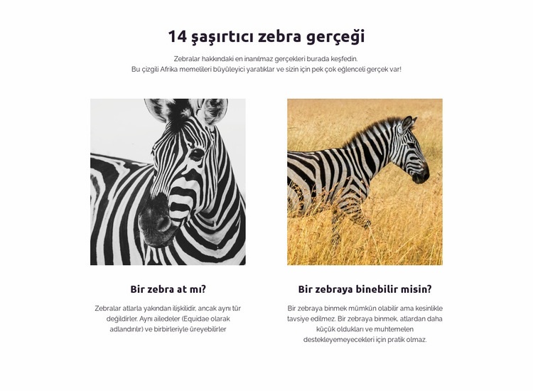 Şaşırtıcı zebra gerçekleri Şablon