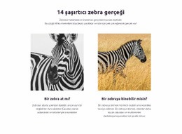 Şaşırtıcı Zebra Gerçekleri Için Önyükleme HTML'Si