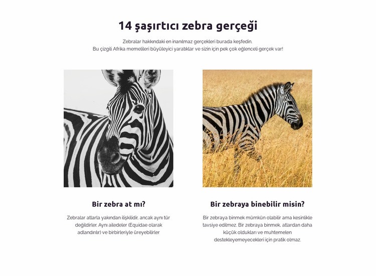 Şaşırtıcı zebra gerçekleri Bir Sayfa Şablonu