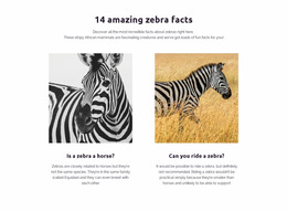 Amazing Zebra Facts - Best Free Mockup