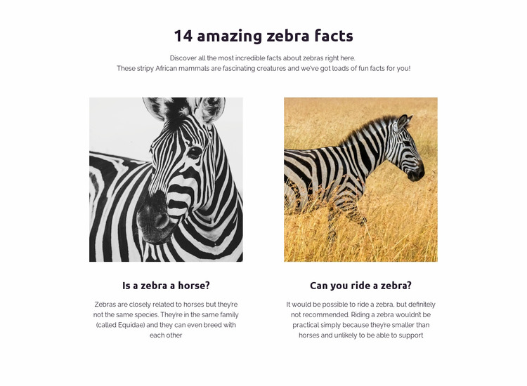 Amazing zebra facts WordPress Website Builder