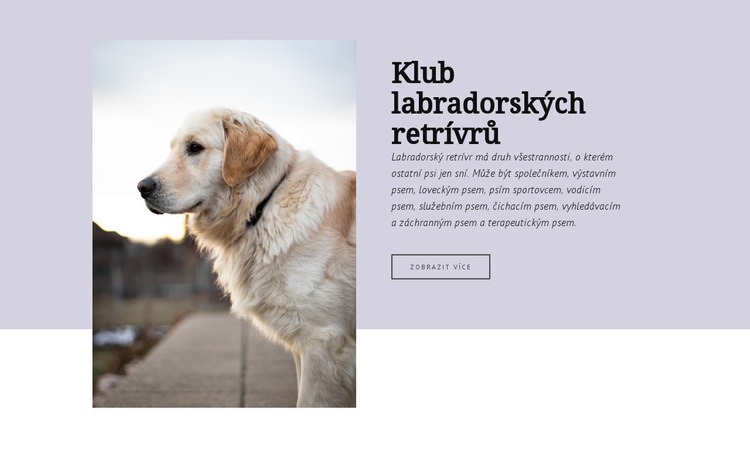 Klub labradorských retrívrů Šablona HTML