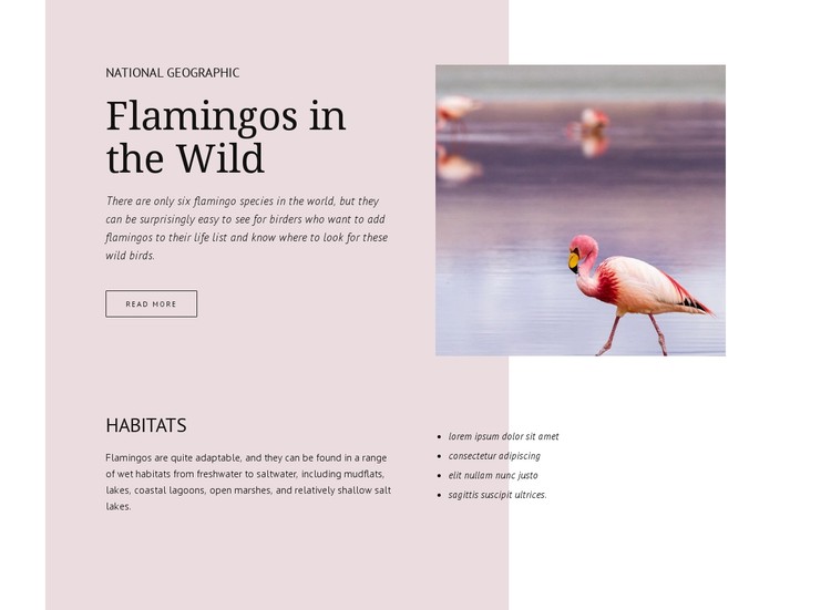 Wild flamingos CSS Template