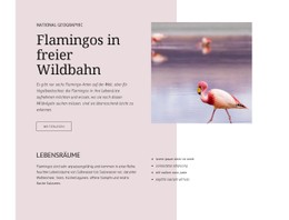 Wilde Flamingos