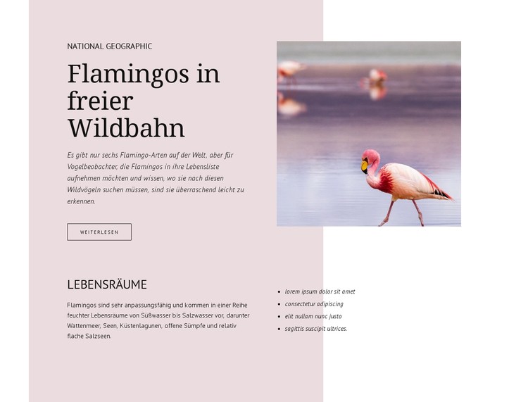 Wilde Flamingos CSS-Vorlage