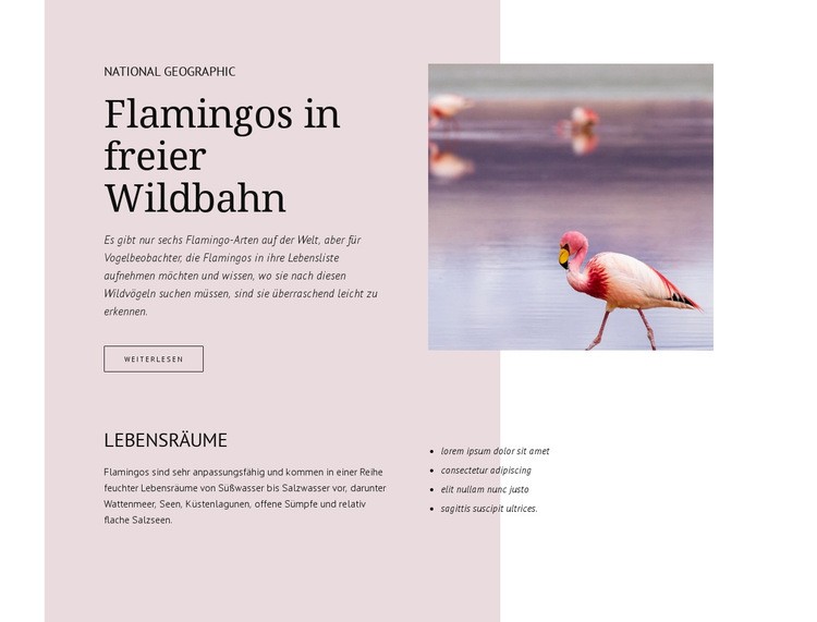 Wilde Flamingos Website design