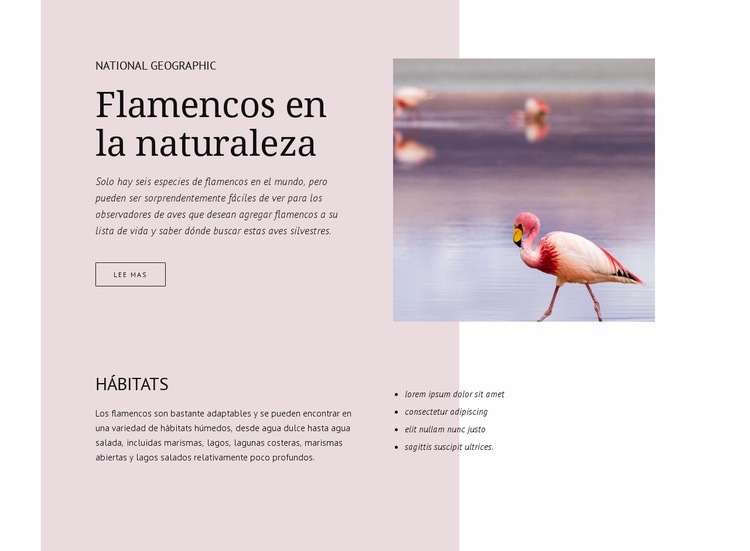 Flamencos salvajes Maqueta de sitio web