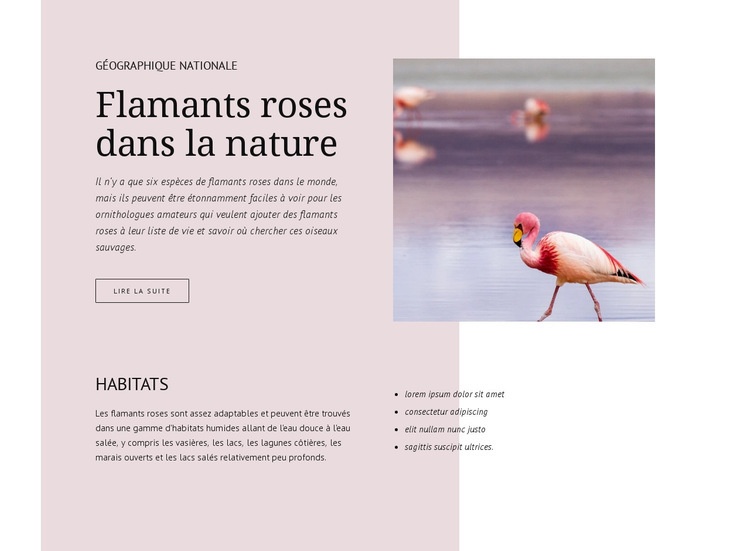 Flamants roses sauvages Maquette de site Web
