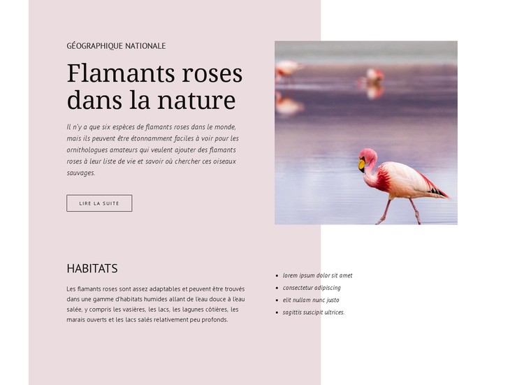 Flamants roses sauvages Modèle CSS