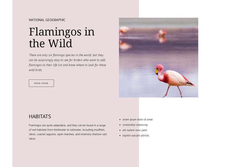 Wild flamingos Homepage Design