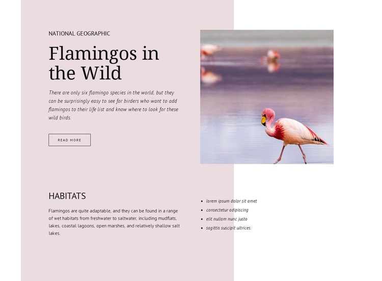 Vad flamingók Html Weboldal készítő