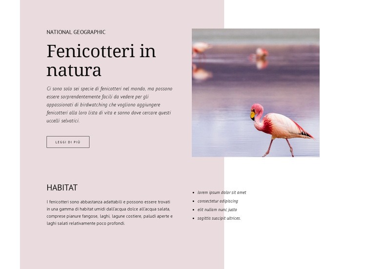 Fenicotteri selvatici Costruttore di siti web HTML