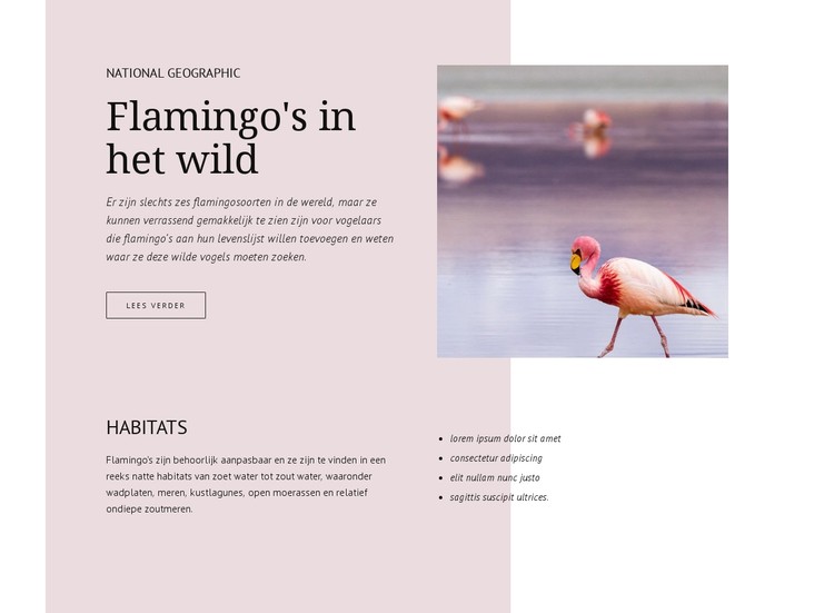 Wilde flamingo's CSS-sjabloon