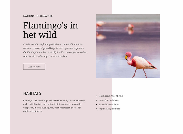Wilde flamingo's Joomla-sjabloon