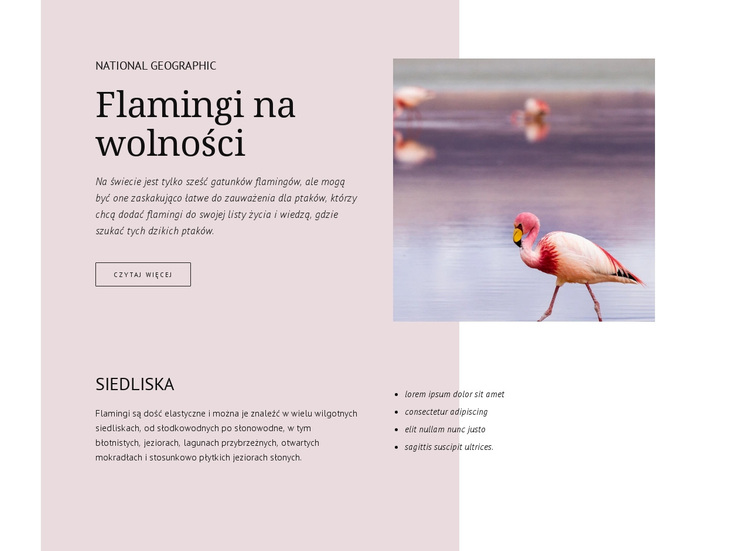 Dzikie flamingi Motyw WordPress