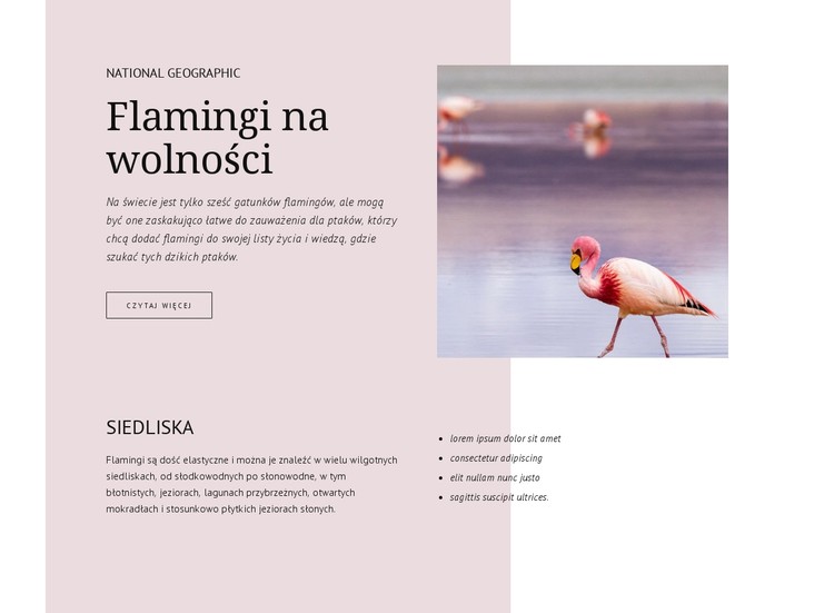 Dzikie flamingi Szablon CSS