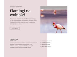 Strona HTML Dla Dzikie Flamingi