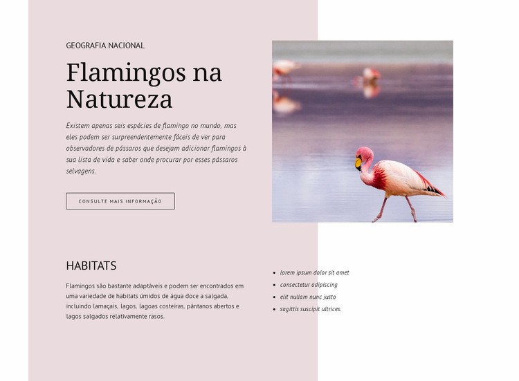 Flamingos selvagens Maquete do site