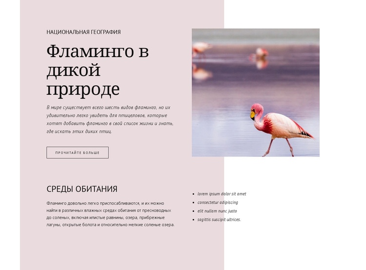 Дикие фламинго Дизайн сайта