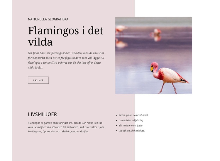 Vilda flamingos CSS -mall