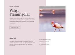 Vahşi Flamingolar - HTML Şablonu Indirme