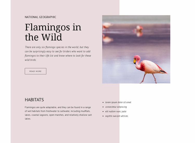 Wild flamingos Website Mockup
